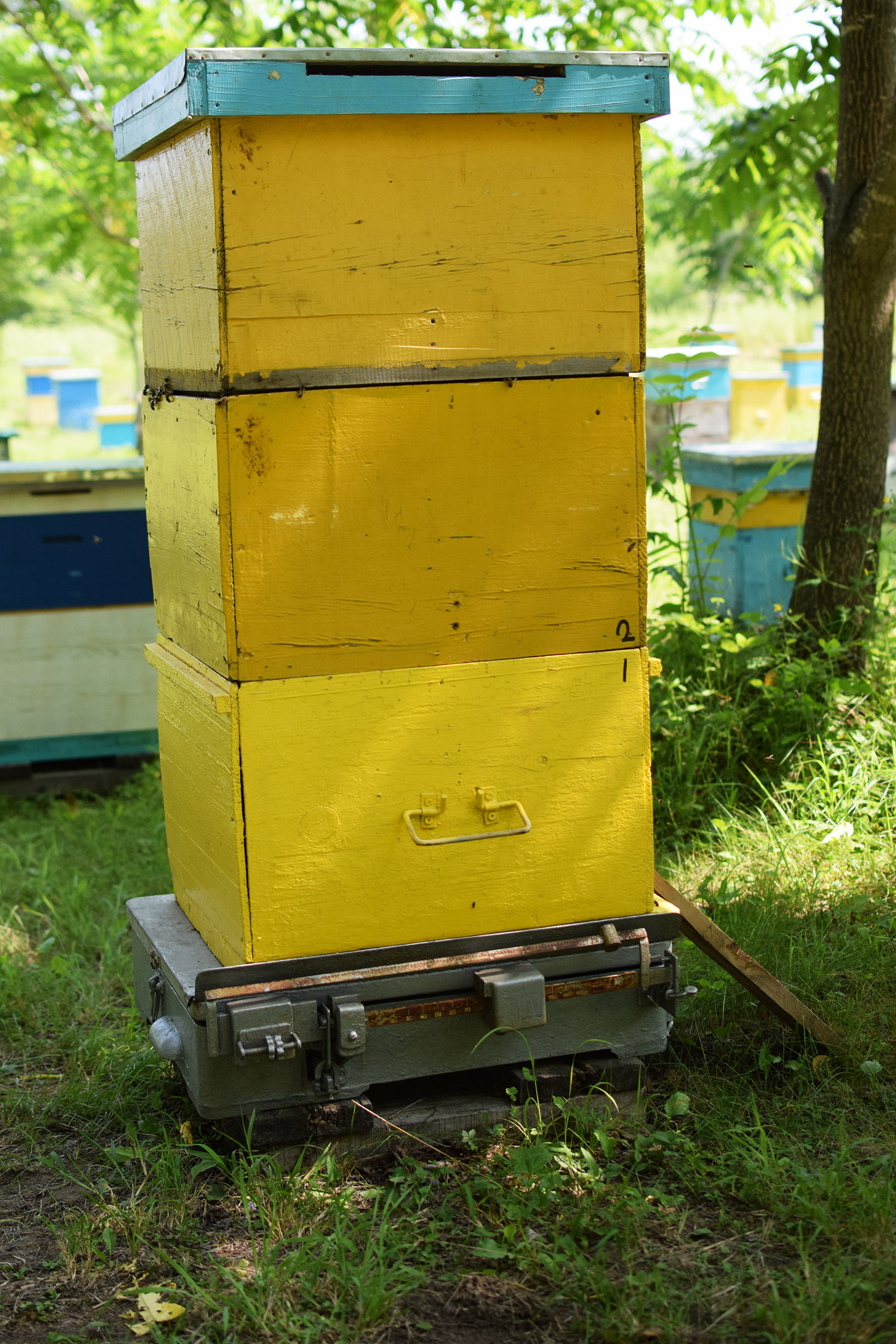 3-х корпусный пчелиный улей в разгар медосбора. Очень сильная семья :)