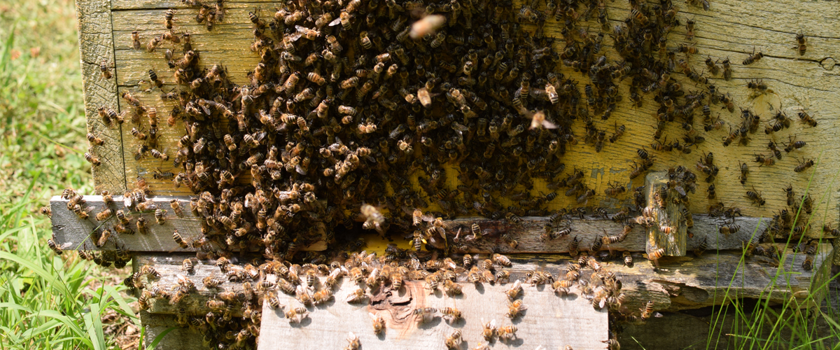 Памятка для пчеловодов - ГБУ КО «Калужская городская станция по борьбе с болезнями животных»